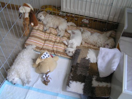 38. den BOREAS 1103 g, BECRUX 1107 g, CRISTIAN 786 g, BOOTES 1082 g